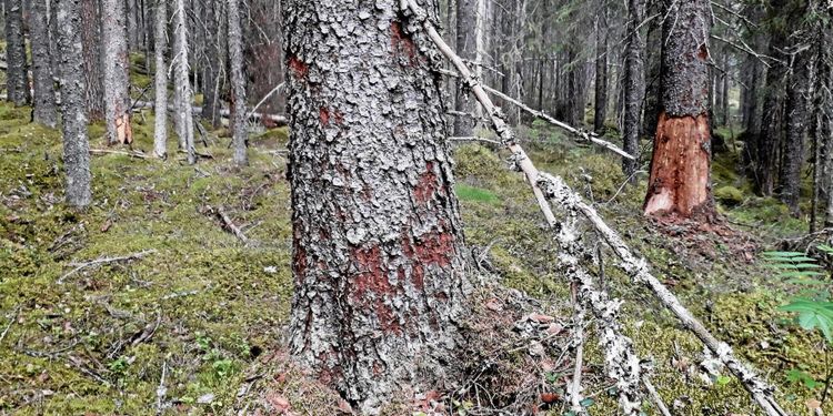 ”Artificiell intelligens kan bekämpa granbarkborren”