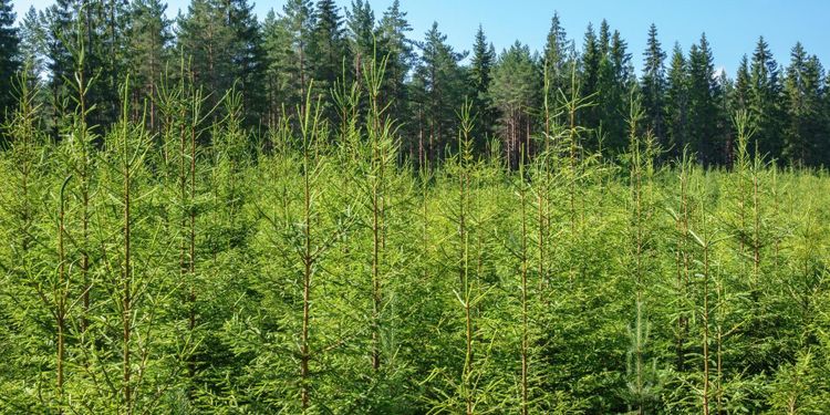 Norrplant: Vårt mål är plantor i toppskick