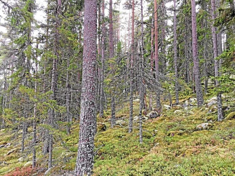 Efterlyses: Virkesköpare till nyckelbiotop