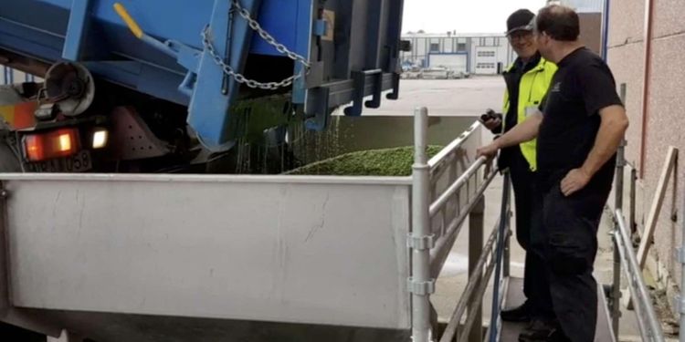 ATL TV: Åkerbönor allt populärare gröda