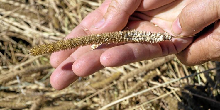 Efter kritiken: Bättre villkor för vallfröodlare