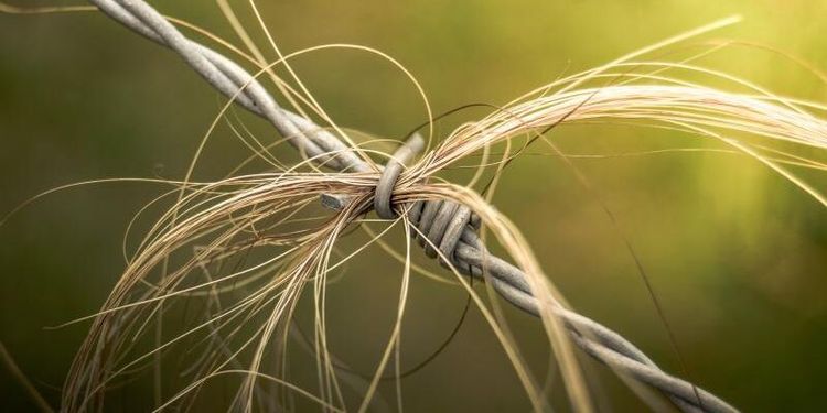 Hästägare slipper betala vite för taggtråd