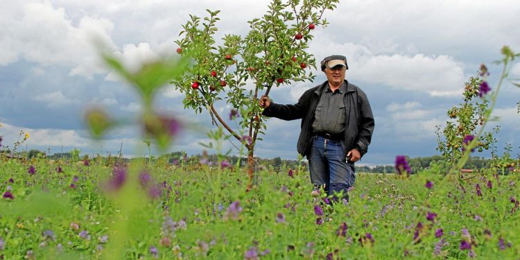 Lusern klarade av torkan bra i vallen