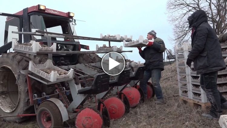 Här sätts första potatisen i jorden