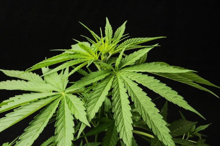 Från nästa år blir det tillåtet att i vissa fall använda cannabis för medicinskt bruk i Danmark.