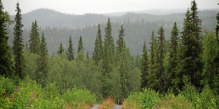 Virkesbörsen firar dubbelt