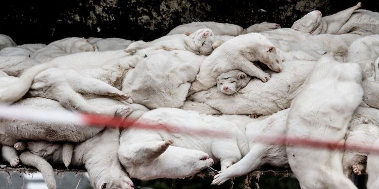 Coronavirus på nio svenska minkfarmar