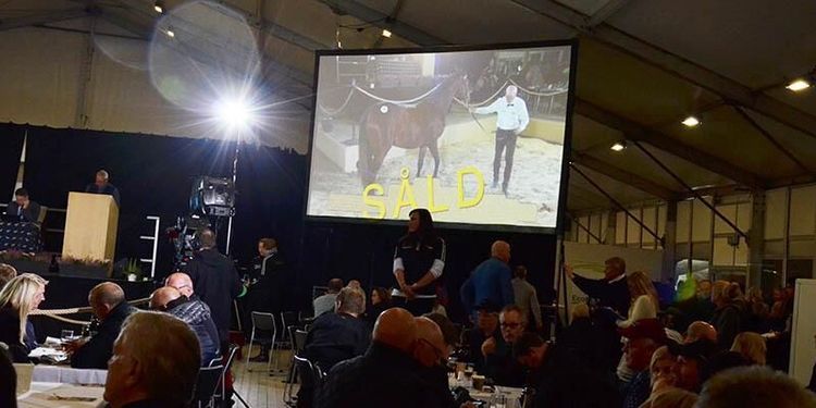 Dyrast klubbades för miljonen