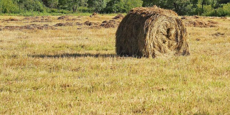 Efter torkan: Kommuner lovar fortsatt hjälp till bönder