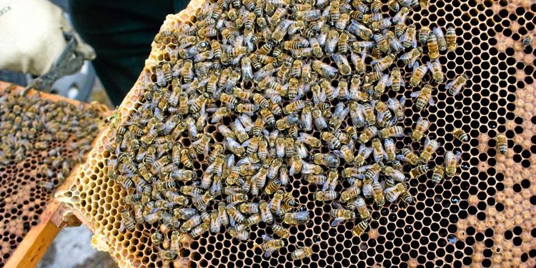 Biodlaren fick besök av tjuvar – igen