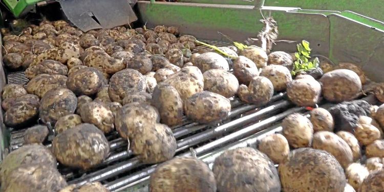 Potatis en het fråga på midsommar