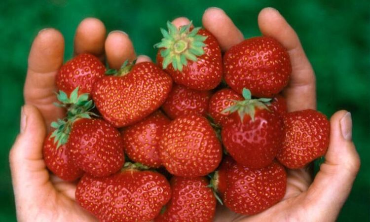 Stor risk för kort jordgubbssäsong
