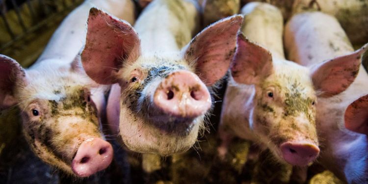 Antibiotikaresistens ökar inom EU