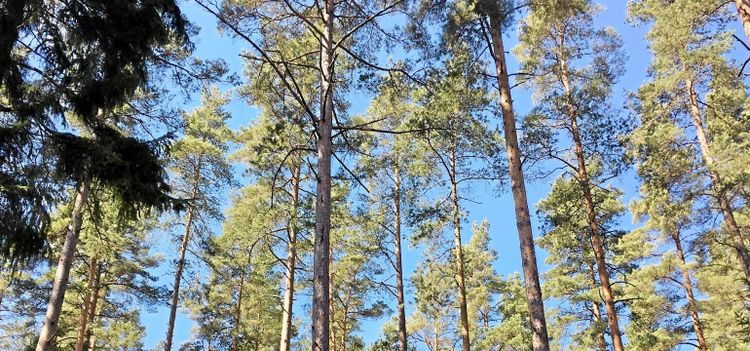 Älgen hotar klimatskog
