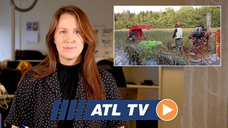 Vass, salix och Gudrun i veckans nyhetsprogram