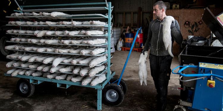 Hög efterfrågan på minkpäls trots viruskris