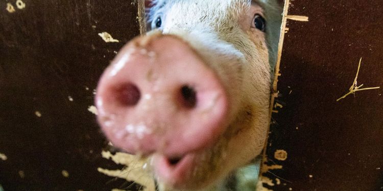 LRF: Aktivisterna hotar demokratin