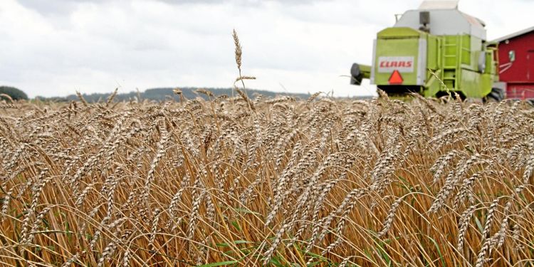 Lägsta skörden på 25 år