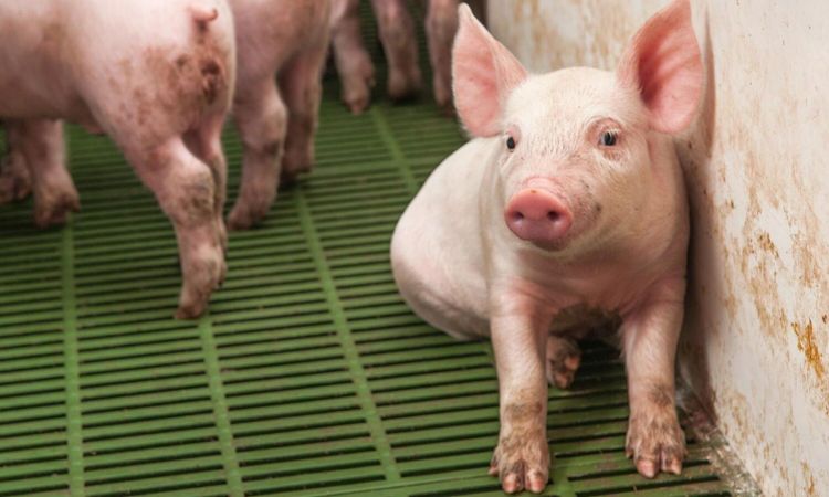 Danish Crown rekordhöjer