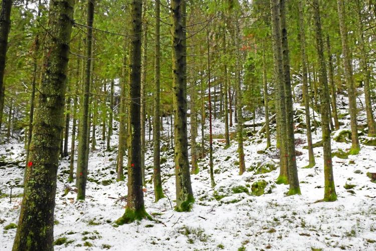 Rätt tid sälja skog på rot