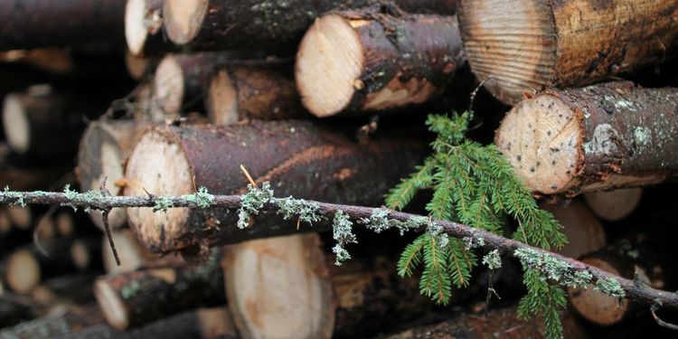 Referensnivåer för avverkning görs om