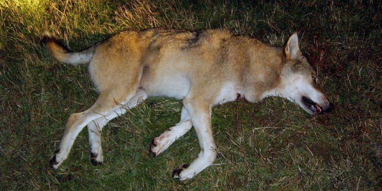 Centerpartiet vill förenkla för skyddsjakt på varg