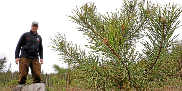 Inga svar om buskiga tallplantor