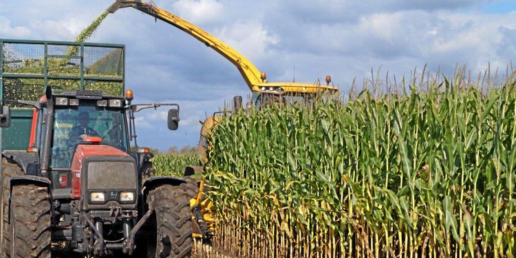 Rekordtidig – men ojämn – majsskörd
