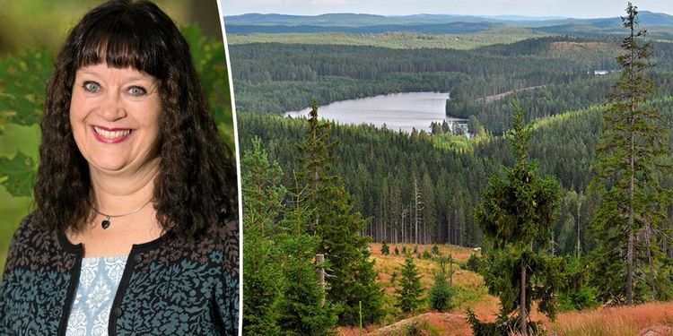 Skogsutredningen får skarp kritik: ”Besviken”