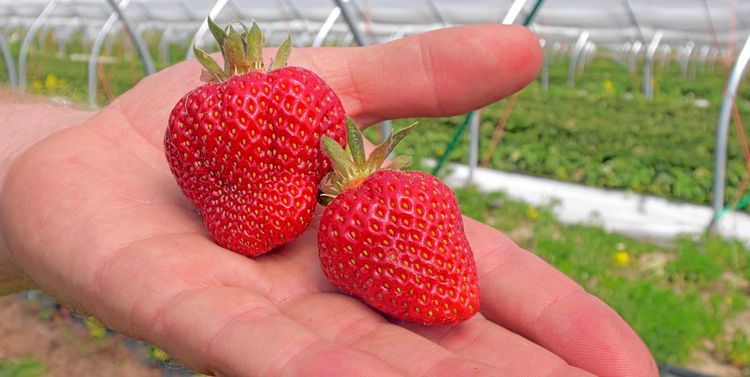 Den närmaste veckan avgör hur tillgången på jordgubbar blir inför midsommar.