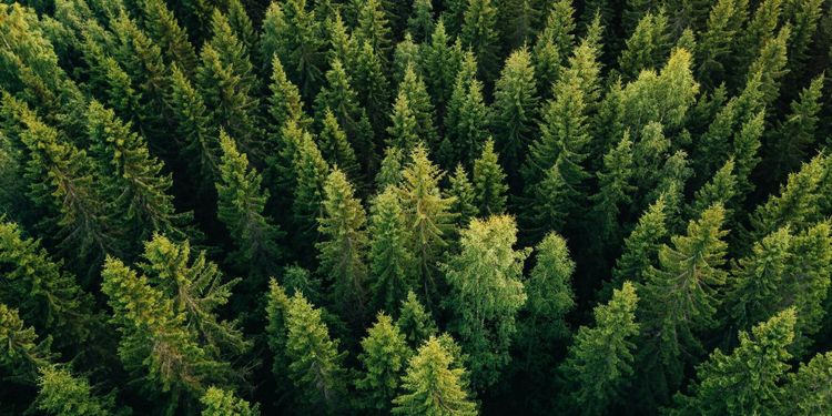 Halland uppstickare i skogsindex