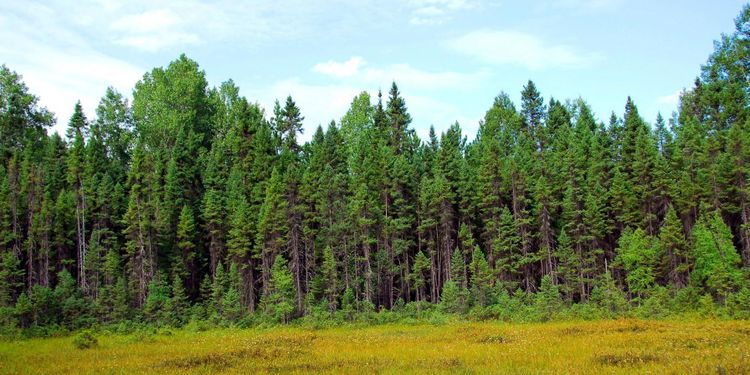 Vår skapa(n)de skog och dess bruk