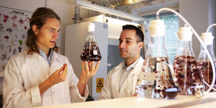 Här odlas fodertillskottet som ska minska metanutsläppen