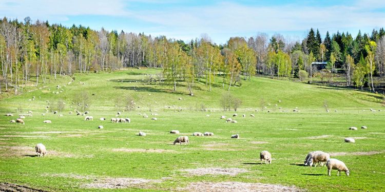 "Vår dröm blev som en skräckfilm"