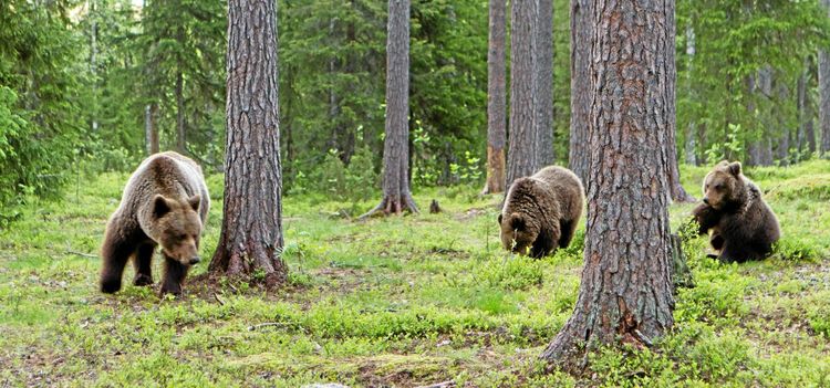 Rovdjuren orsakar skador för miljoner