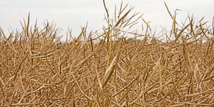 Brådis för höstsådden av raps