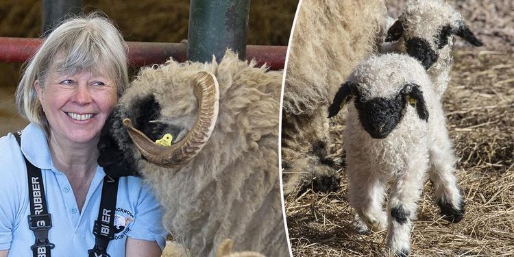 Lyckad foderstrategi gav lättare lamning