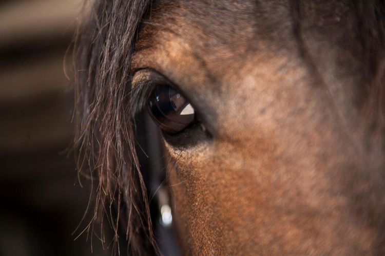 Hästköp prövas av Högsta domstolen