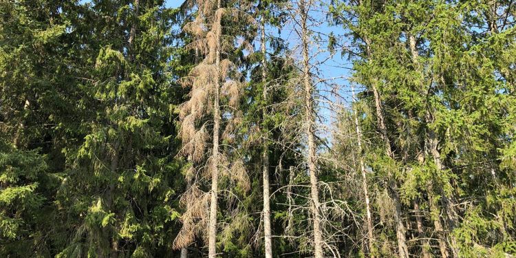 Barkborreangreppen når nya rekordnivåer