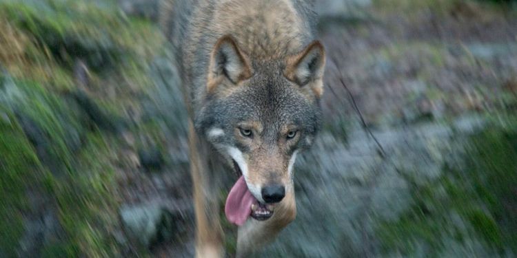 Varg fälld i Långbogenreviret