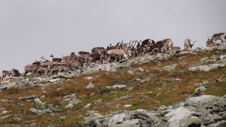För att hindra smittspridning slaktas vildrenen vid Nordfjella ut. Arkivbild.