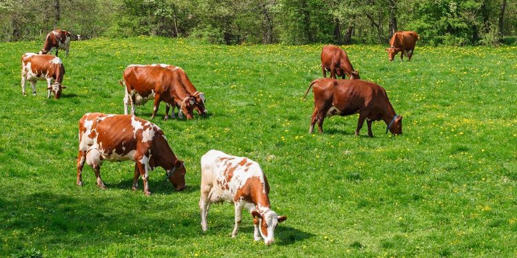 Debatt: ”Positivt med kor på bete”