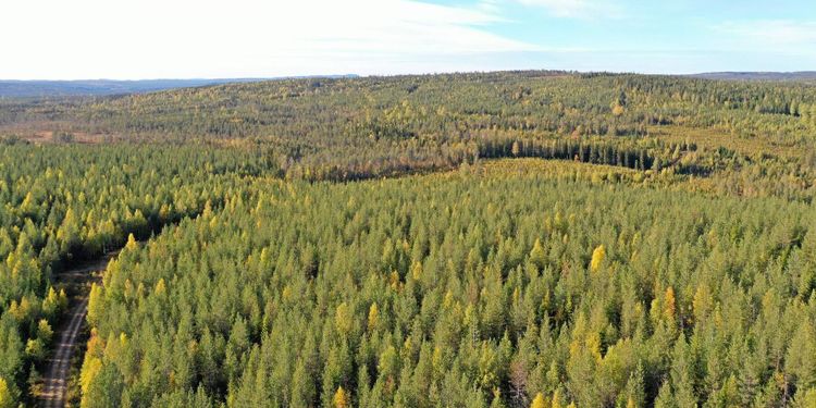 Skogen dubblades i värde på tre år