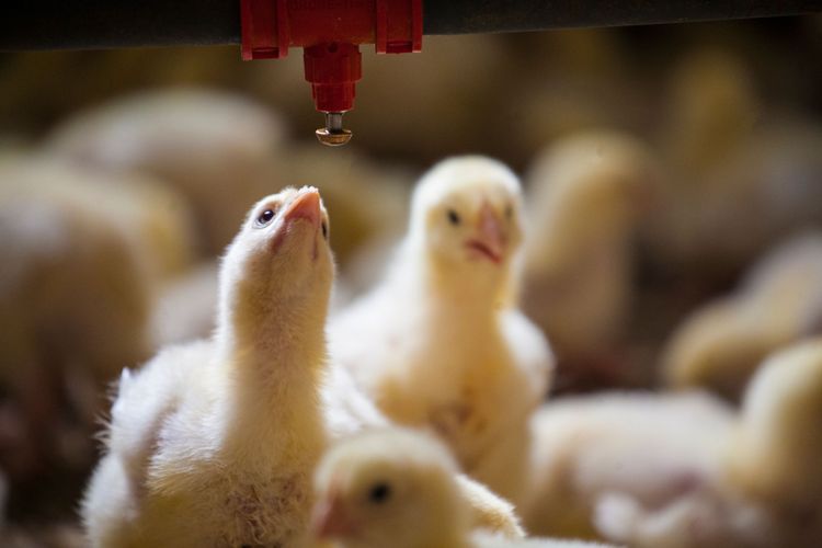 Kraftig ökning av bakterier i svensk kyckling