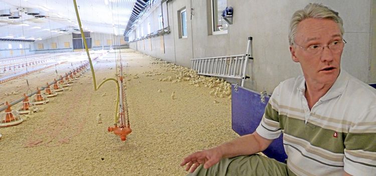 Fick avliva 70 000 friska kycklingar