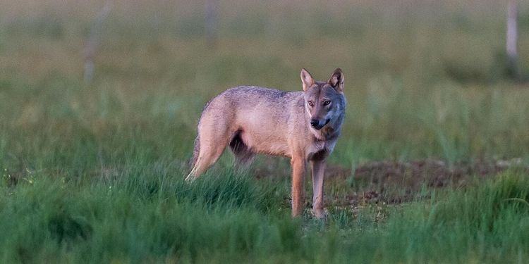 Skyddsjakt på varg tillfälligt stoppad
