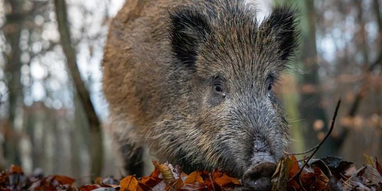 Vildsvin kan ligga bakom ovanlig salmonella