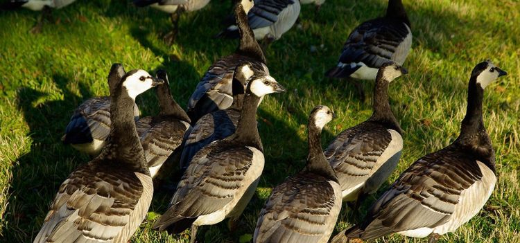 Jägarna: Svårt att stoppa gåsplågan