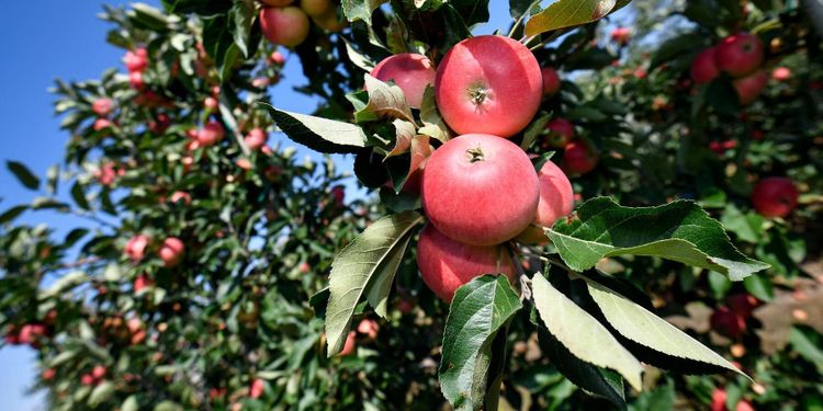 Normal äppelskörd trots onormalt väder