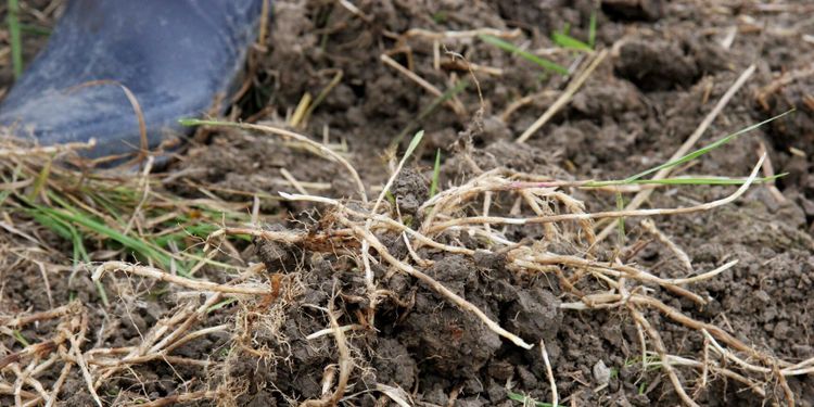 Omstart för godkännande av glyfosat